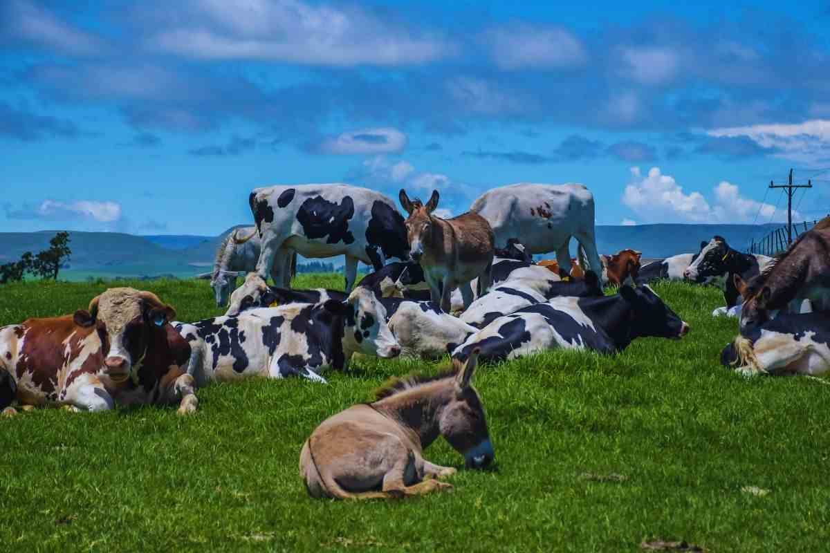 fauna